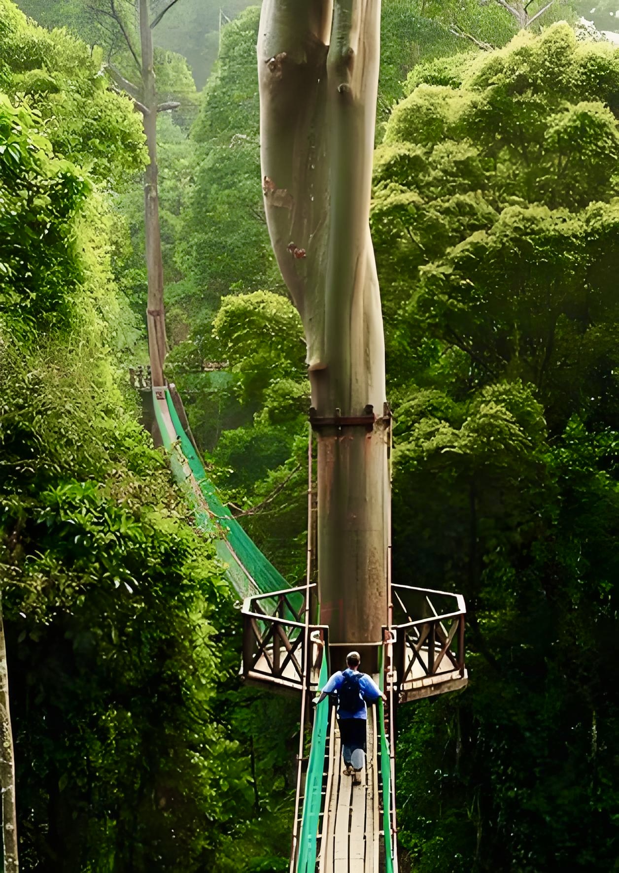 马尼亚拉湖树顶栈道