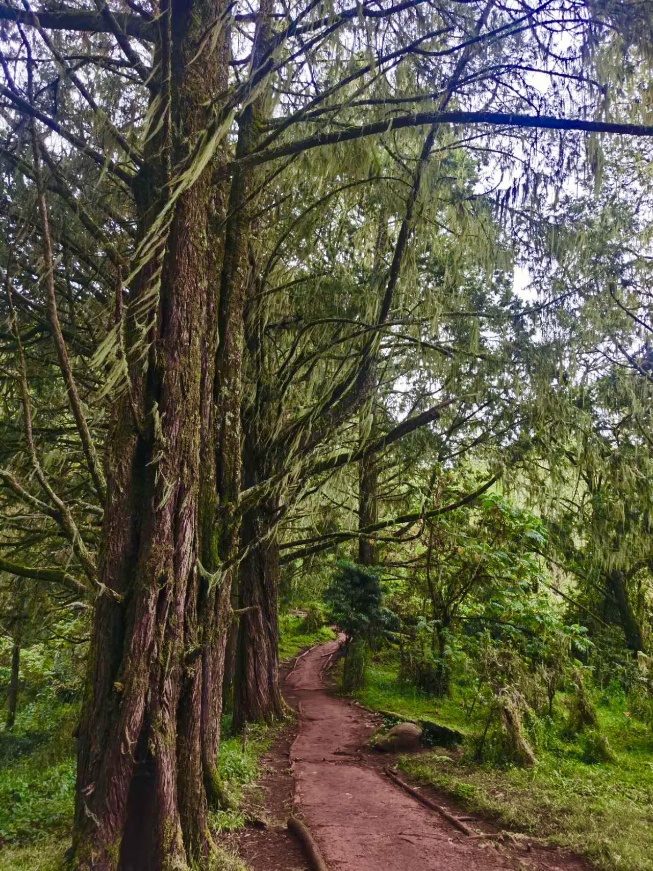 莱莫绍山门起的雨林小径