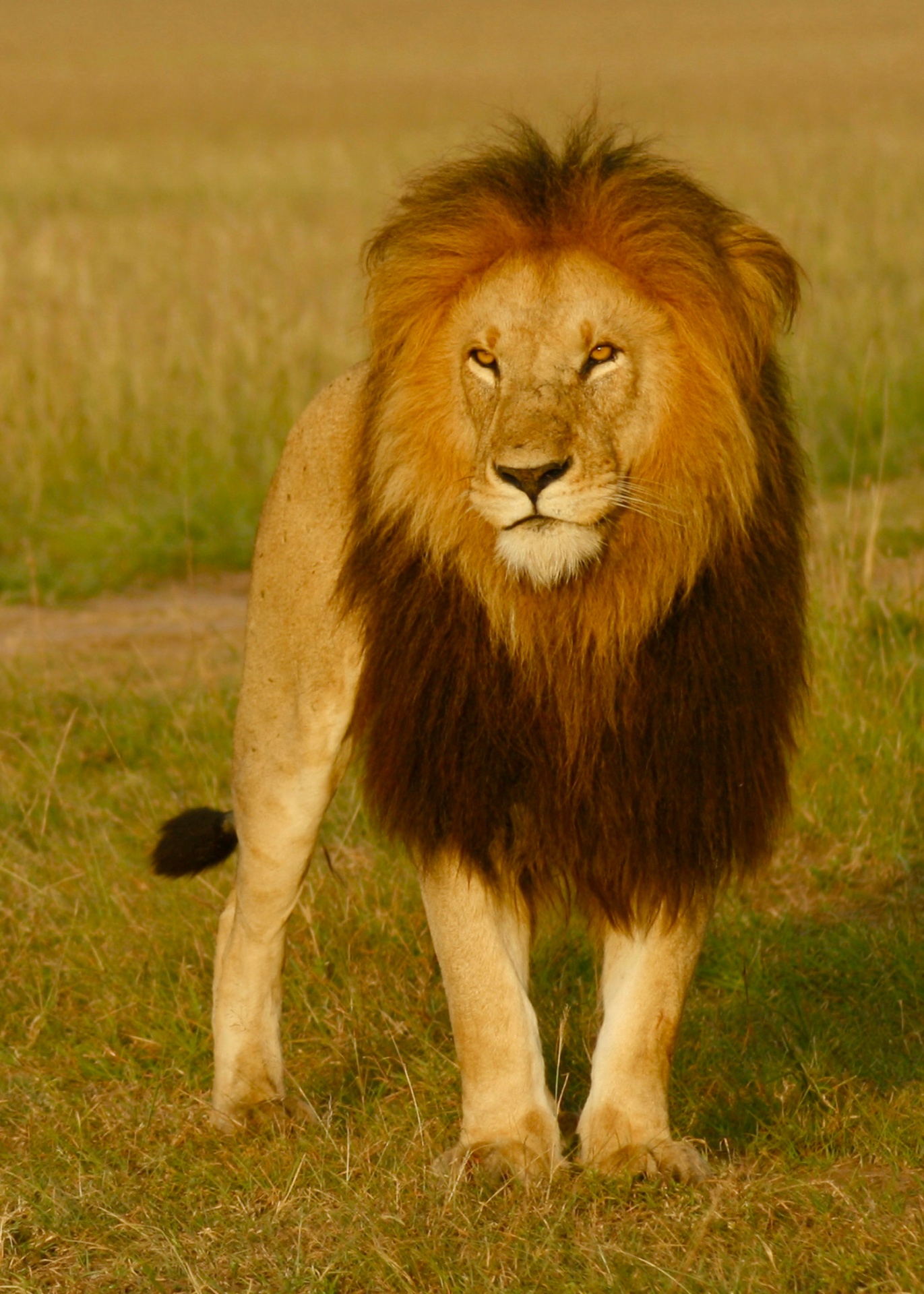 Lion in the Serengeti