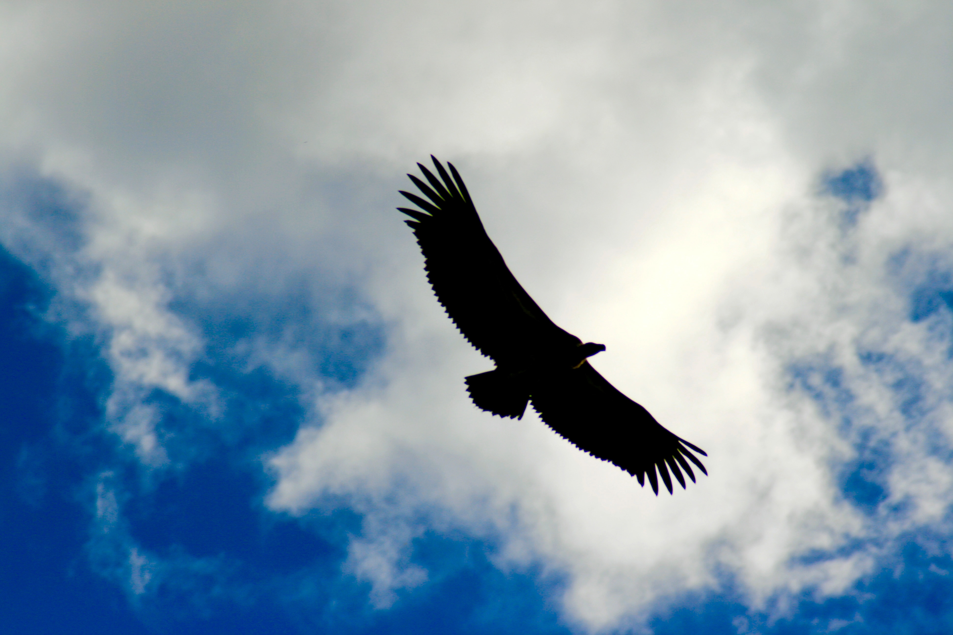 秃鹫飞翔在高空